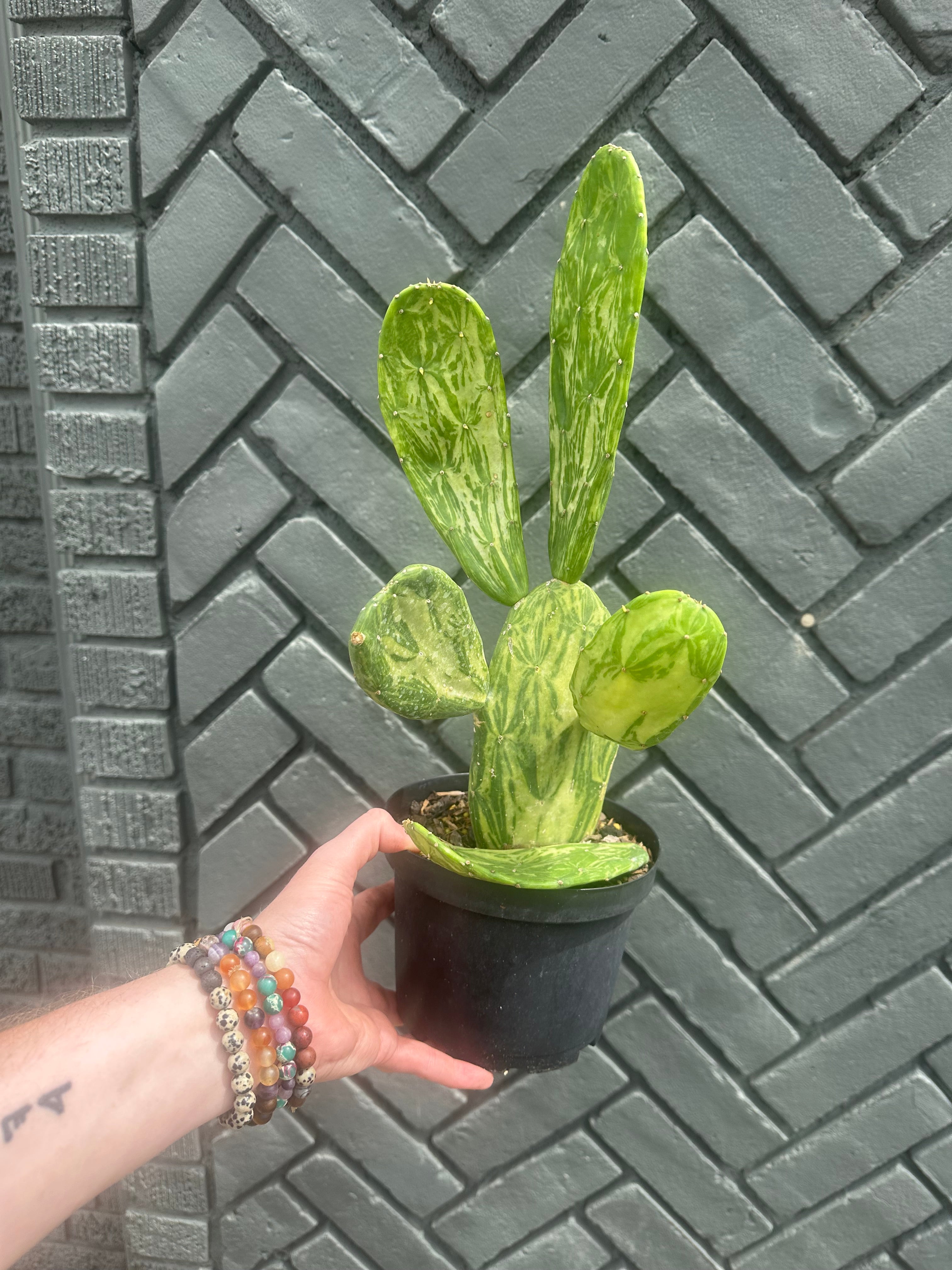 plants – flower + furbish