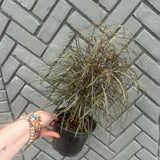 aralia elegantissima