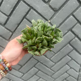 andromischus key lime pie (crinkle leaf plant)