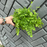 maiden hair fern