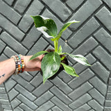 philodendron erubescens (white wizard)