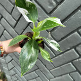 philodendron erubescens (white wizard)