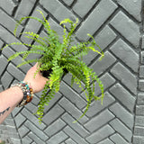 nephrolepis cordifolia 'duffii' (button fern)