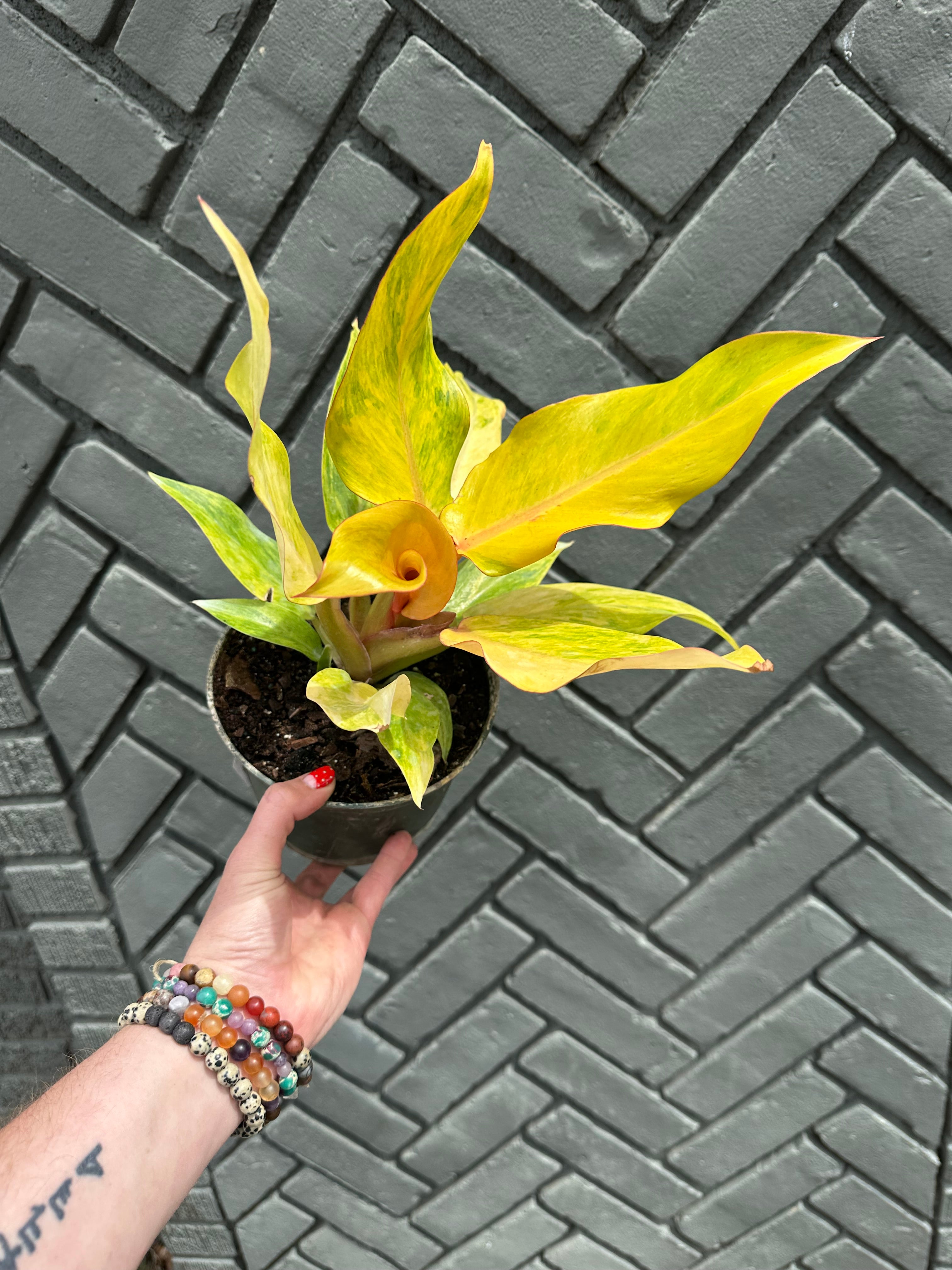 plants – flower + furbish