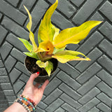 philodendron orange marmalade