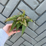 tricolor fern