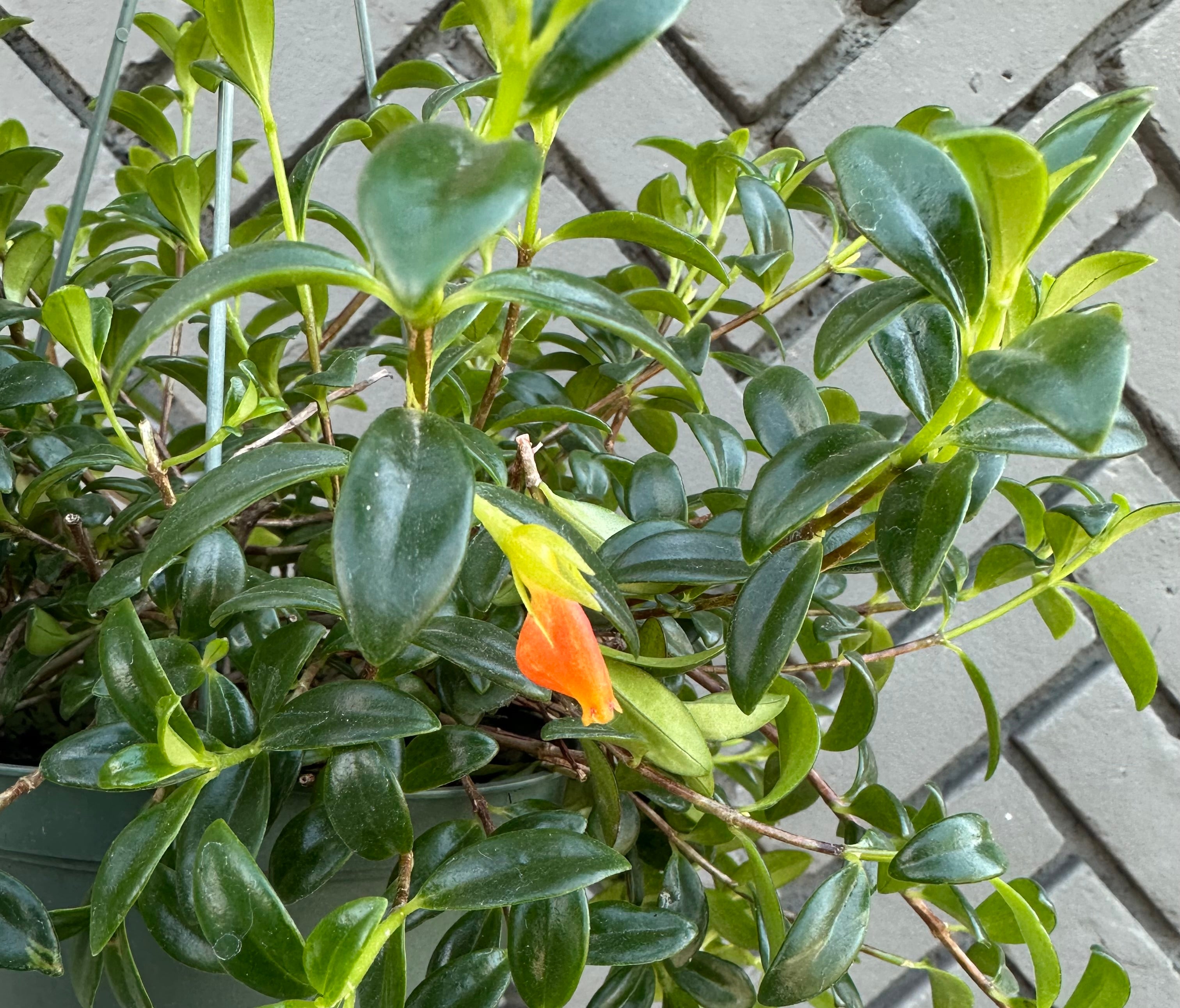 plants – flower + furbish