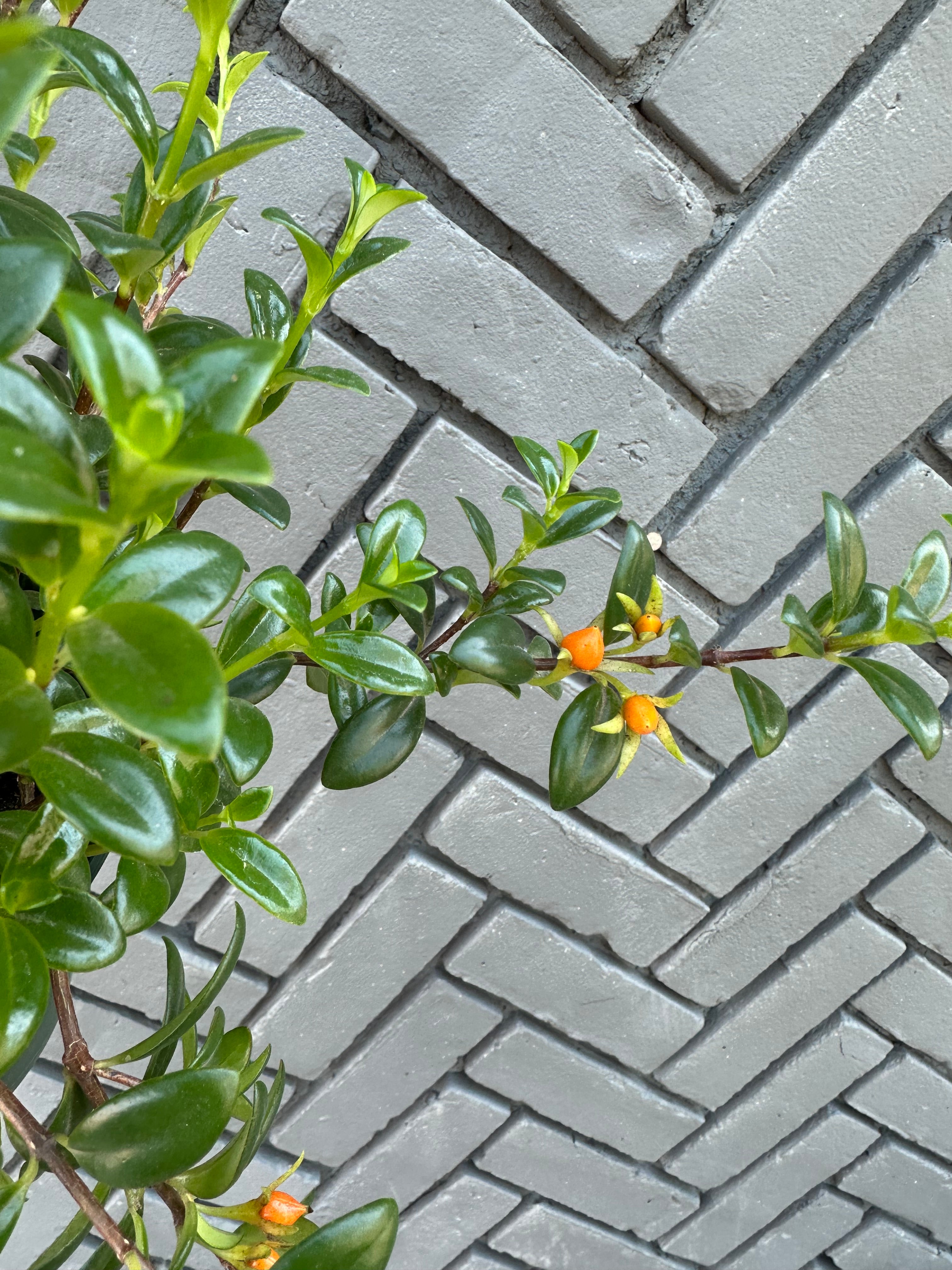 plants – flower + furbish