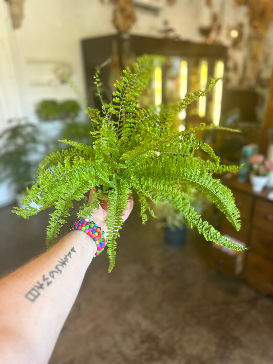 boston fern fern from flower + furbish Shop now at flower + furbish