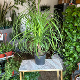 beaucarnea recurvata (ponytail palm)