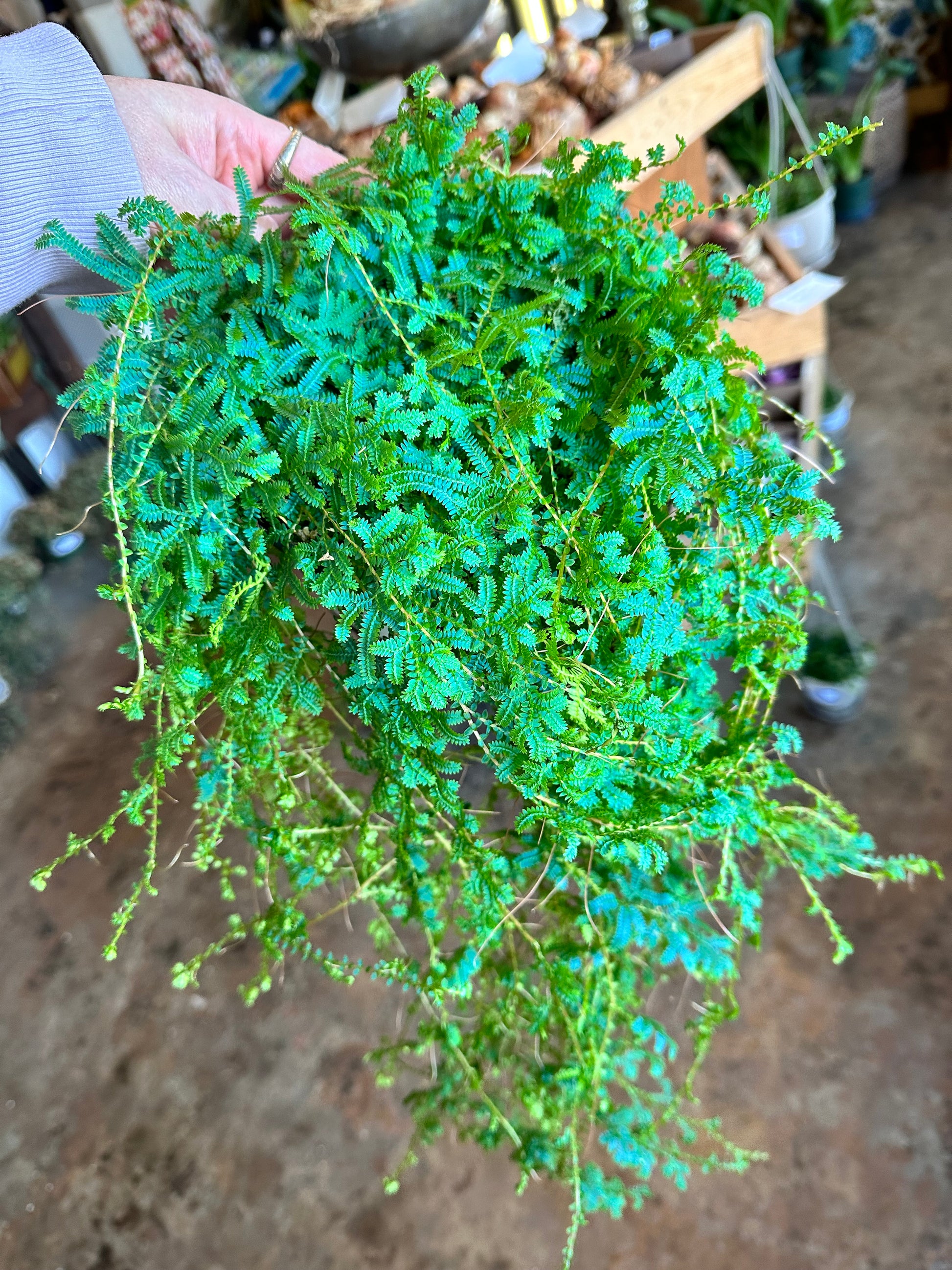 selaginella fern fern from flower + furbish Shop now at flower + furbish