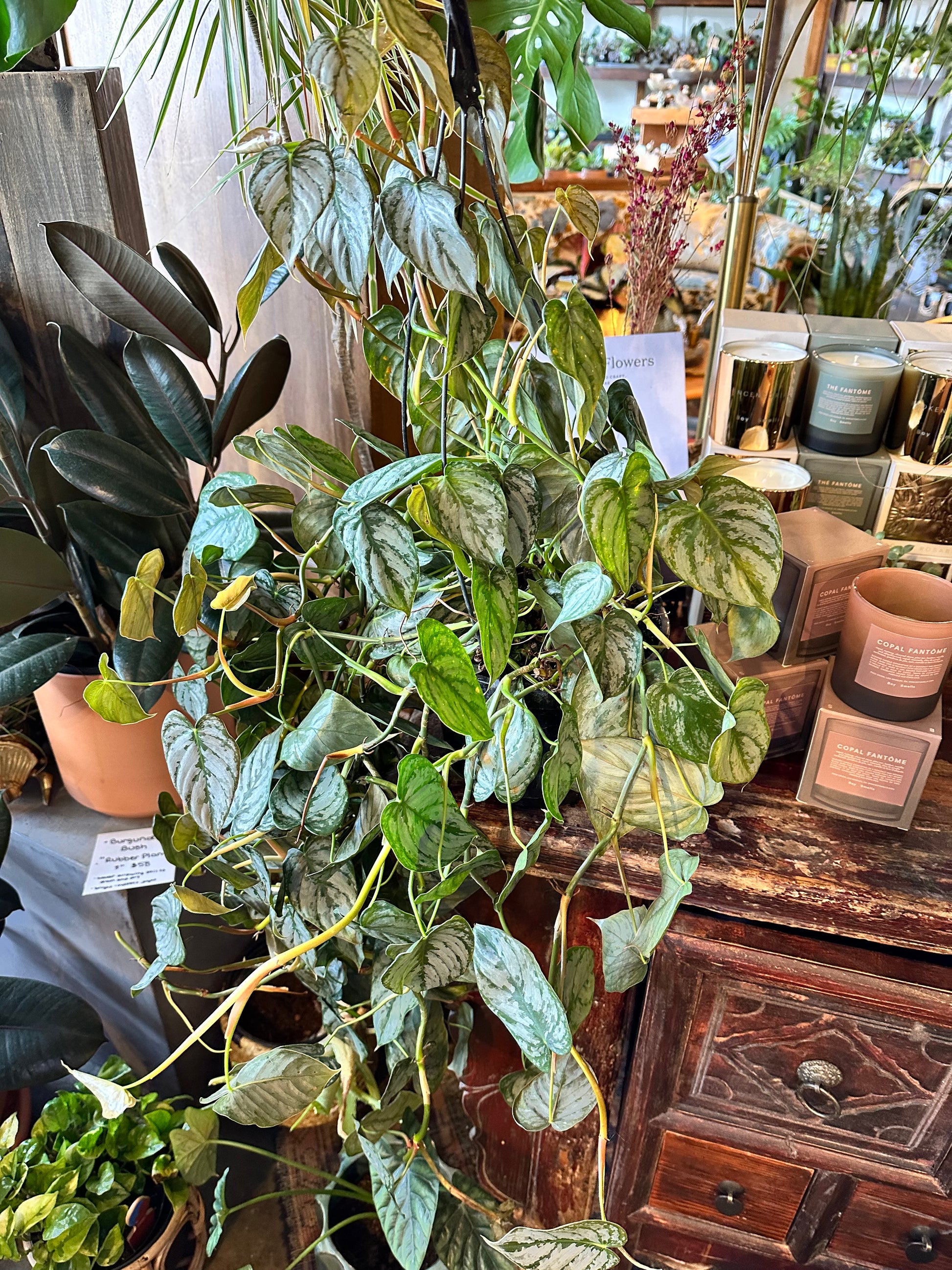 brandi philodendron philodendron from flower + furbish Shop now at flower + furbish