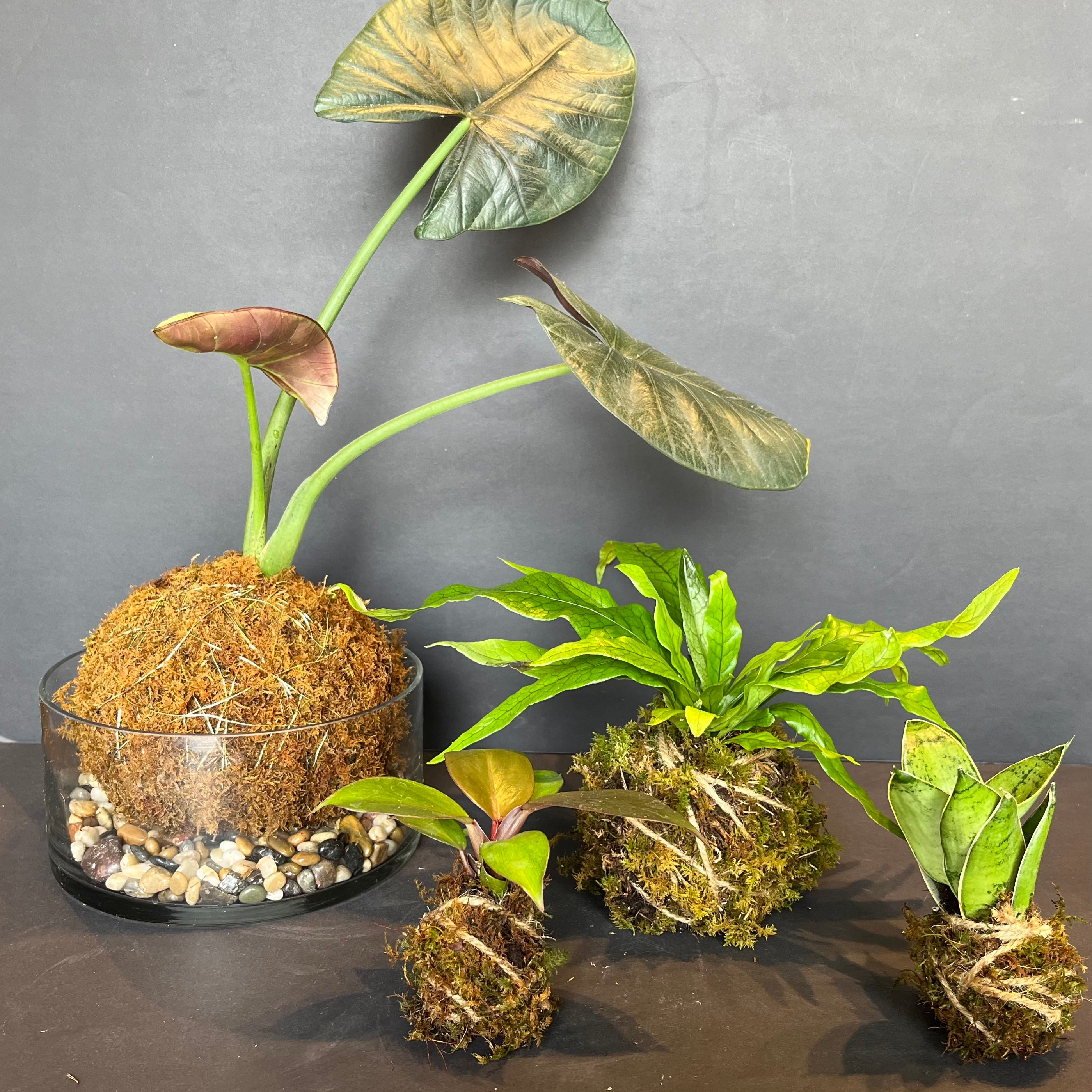 kokedama workshop shop now at flower + furbishclass, Workshop