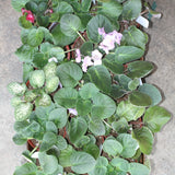 *rare* veriegated african violet