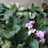 *rare* veriegated african violet