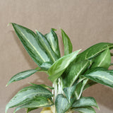 aglaonema white rain (chinese evergreen)