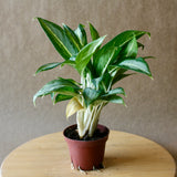 aglaonema white rain (chinese evergreen)