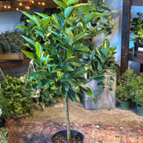 canela cinnamon (cinnamon tree) shop now at flower + furbish10 inch, 12 inch, canela, cinnamon, low light, Non toxic