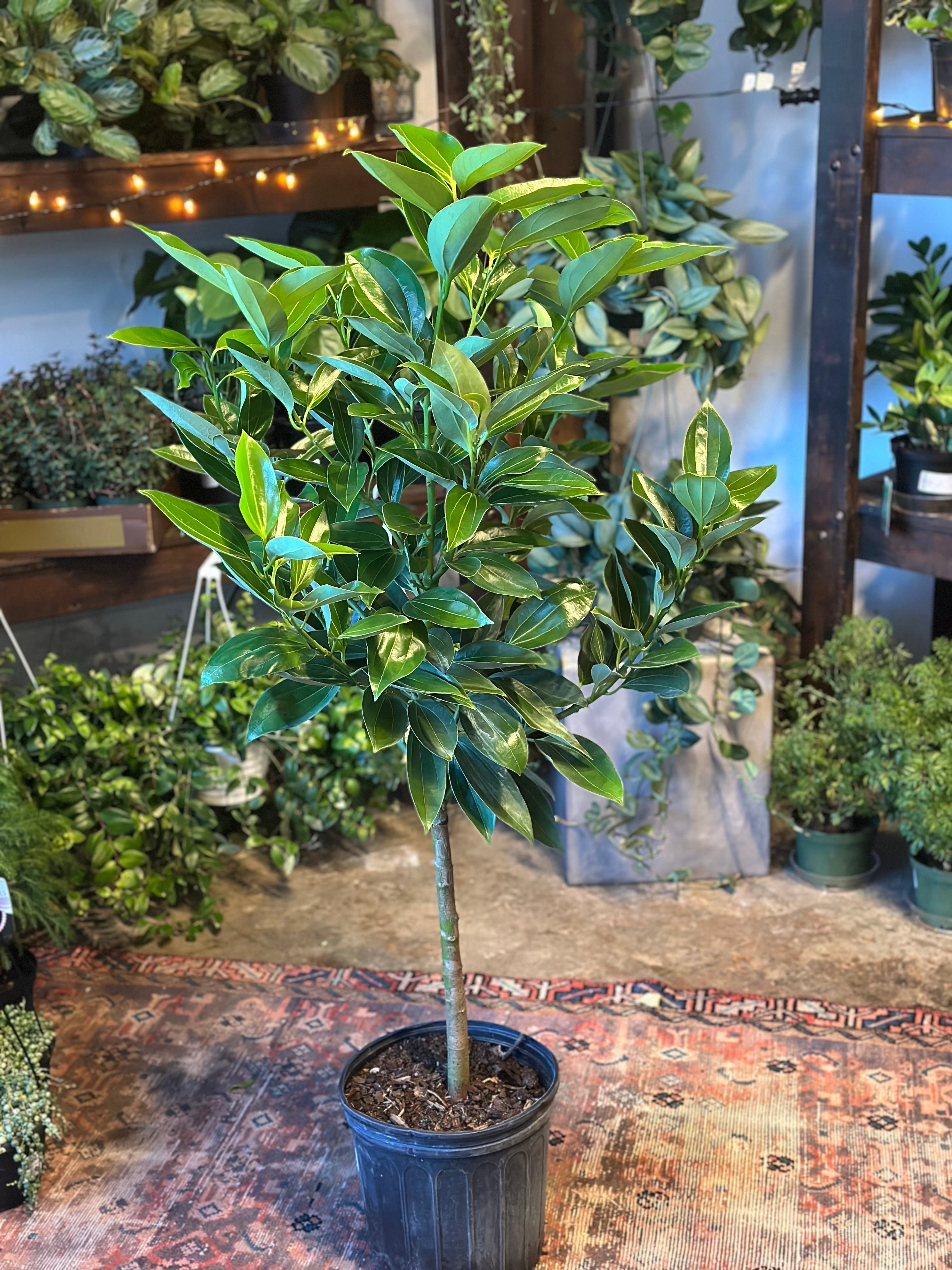 canela cinnamon (cinnamon tree) shop now at flower + furbish10 inch, 12 inch, canela, cinnamon, low light, Non toxic