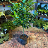 canela cinnamon (cinnamon tree) shop now at flower + furbish10 inch, 12 inch, canela, cinnamon, low light, Non toxic