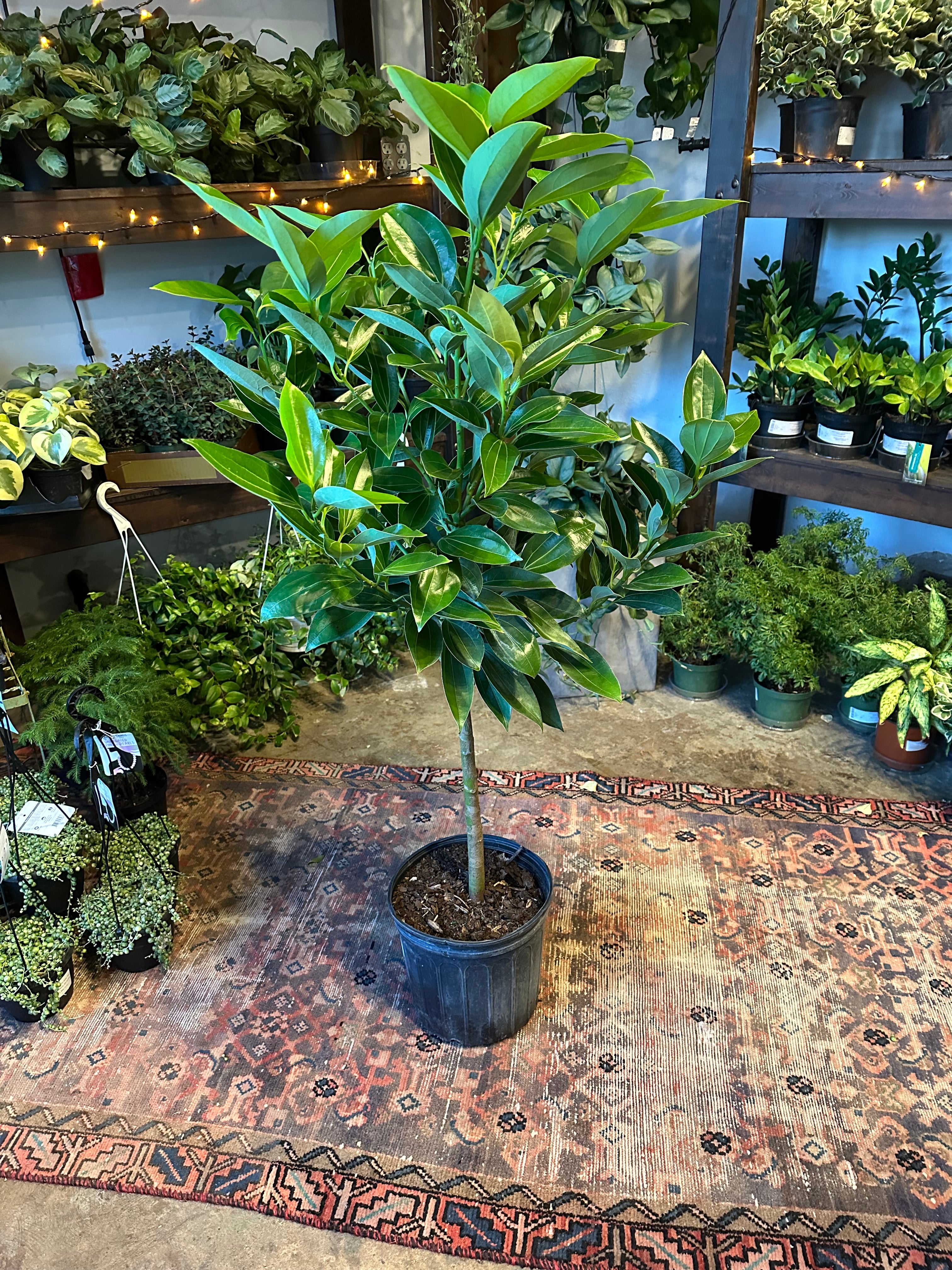 canela cinnamon (cinnamon tree) shop now at flower + furbish10 inch, 12 inch, canela, cinnamon, low light, Non toxic