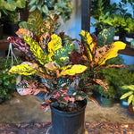 codiaeum variegatum (magnificent croton) shop now at flower + furbish10 inch, 12 inch, Dry to moist, medium to bright indirect light, Non toxic