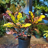 codiaeum variegatum (magnificent croton) shop now at flower + furbish10 inch, 12 inch, Dry to moist, medium to bright indirect light, Non toxic