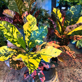 codiaeum variegatum (magnificent croton) shop now at flower + furbish10 inch, 12 inch, Dry to moist, medium to bright indirect light, Non toxic