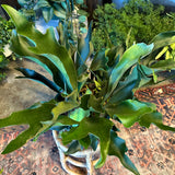 platycerium bifurcatum (staghorn fern) shop now at flower + furbish10 inch, 12 inch, 6 inch, 8 inch, Hanging basket, hanging pot, low light, moist, pet friendly