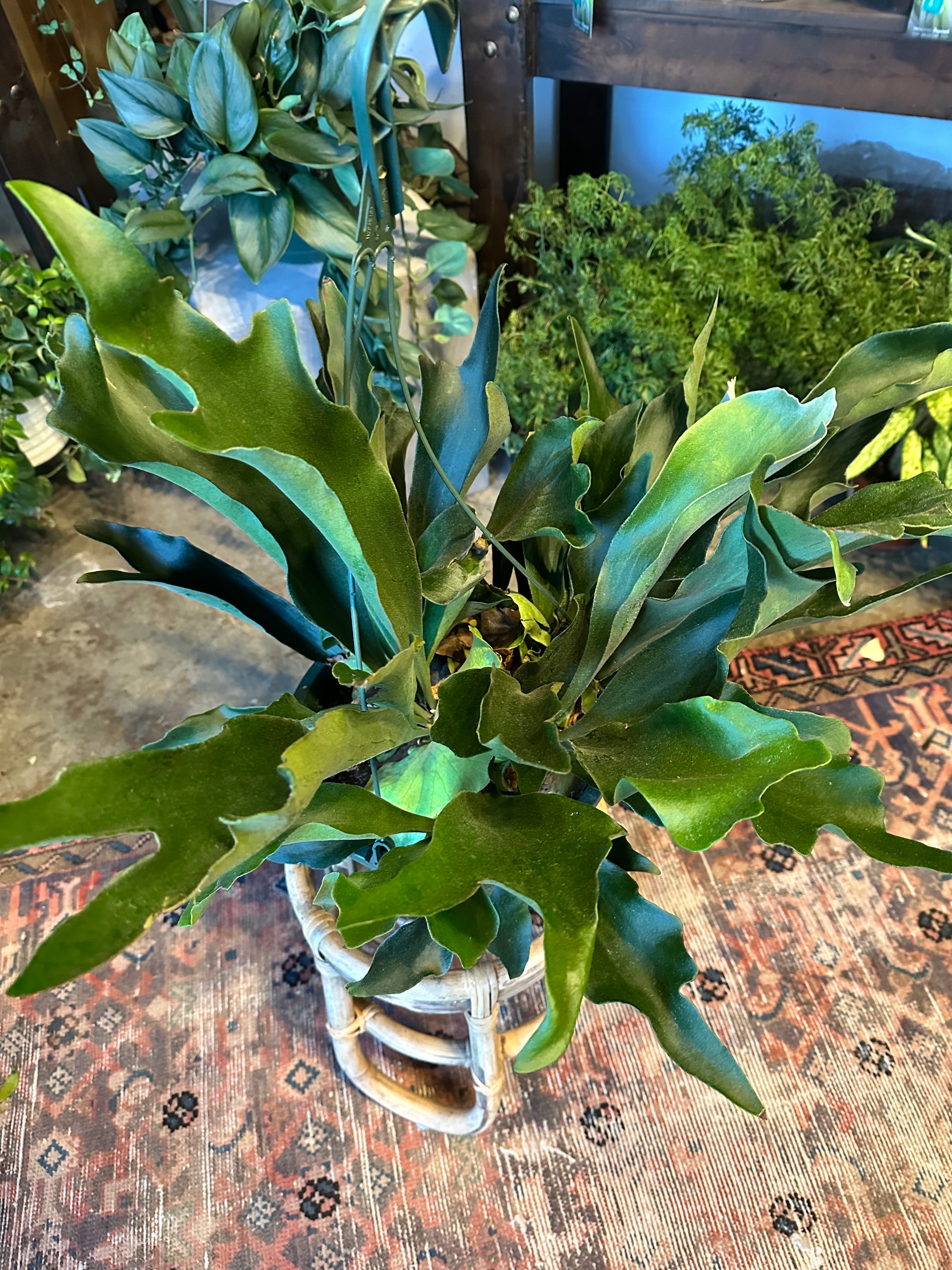 platycerium bifurcatum (staghorn fern) shop now at flower + furbish10 inch, 12 inch, 6 inch, 8 inch, Hanging basket, hanging pot, low light, moist, pet friendly