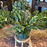 platycerium bifurcatum (staghorn fern) shop now at flower + furbish10 inch, 12 inch, 6 inch, 8 inch, Hanging basket, hanging pot, low light, moist, pet friendly