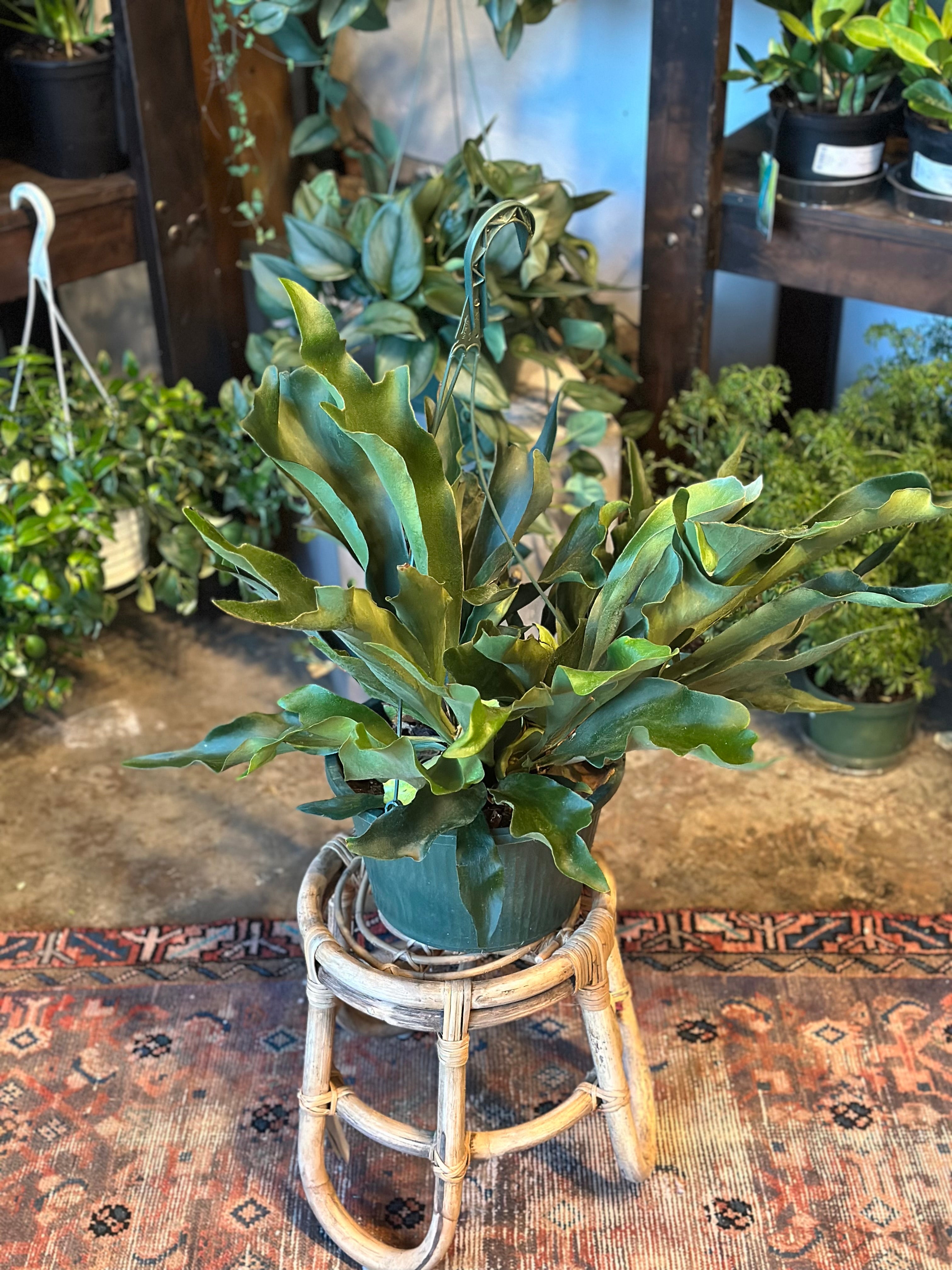 platycerium bifurcatum (staghorn fern) shop now at flower + furbish10 inch, 12 inch, 6 inch, 8 inch, Hanging basket, hanging pot, low light, moist, pet friendly