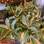 ficus melany elastica (rubber tree) shop now at flower + furbish10 inch, 12 inch, bright indirect light, moist, toxic