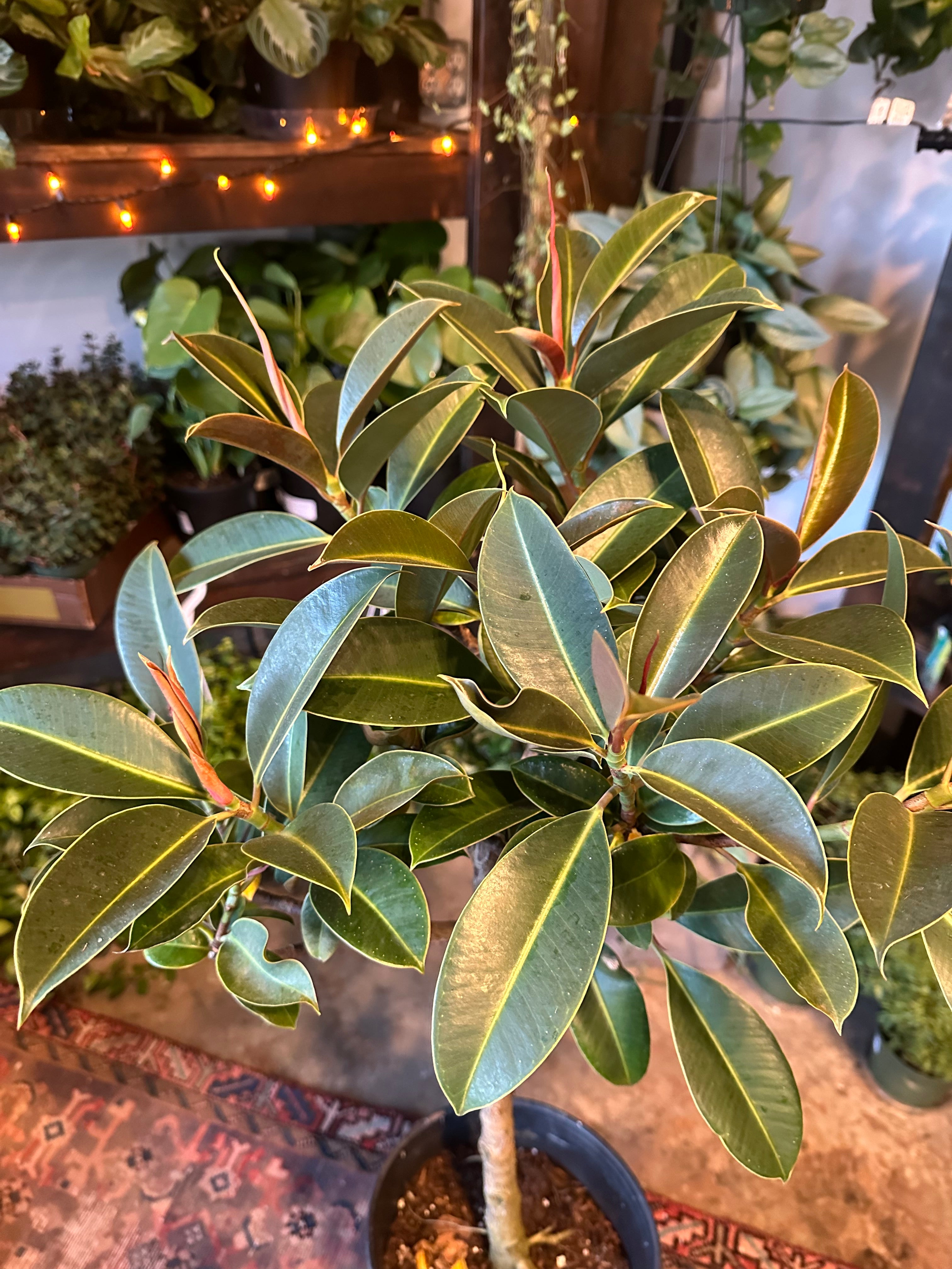 ficus melany elastica (rubber tree) shop now at flower + furbish10 inch, 12 inch, bright indirect light, moist, toxic