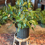 thaumatophyllum xanadu (deja vu philodendron) shop now at flower + furbish10 inch, 12 inch, Medium bright indirect light, moist, toxic