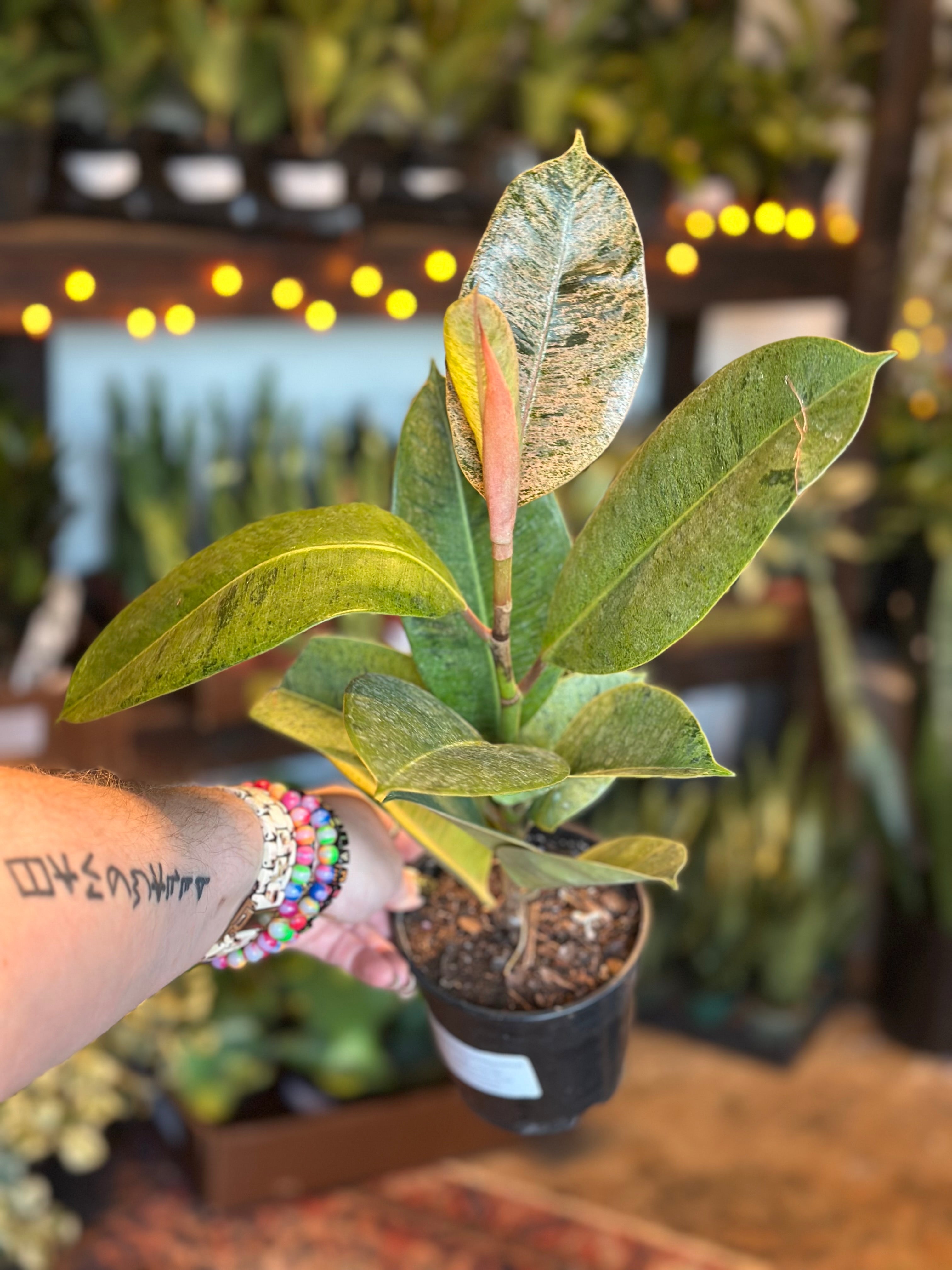 ficus shivereana (moonshine) shop now at flower + furbish5 inch, 6 inch, bright indirect light, moist, toxic