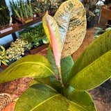 ficus shivereana (moonshine) shop now at flower + furbish5 inch, 6 inch, bright indirect light, moist, toxic