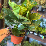 ficus lyrata bambino (dwarf fiddle leaf fig) shop now at flower + furbish6 inch, 7 inch, bright light, Dry to moist, ficus, ficus lyrata, fiddle leaf fig, toxic