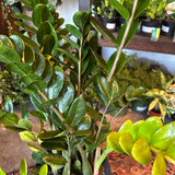 zamioculcas zamiifolia (lucky) shop now at flower + furbish5 inch, air purifying, any light, Dry, low light, toxic, zamioculcas zamiifolia, zz plant, zz super nova