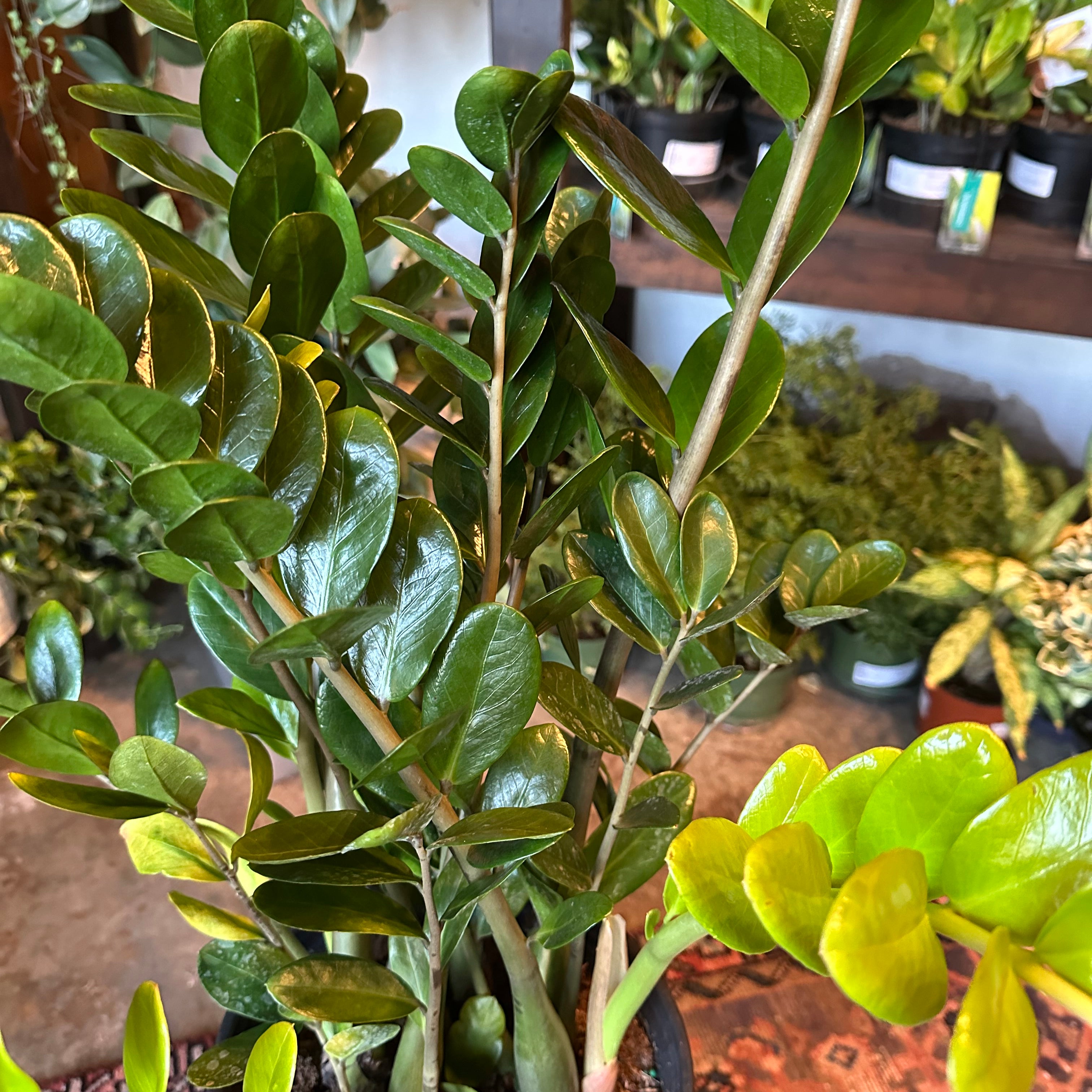 zamioculcas zamiifolia (lucky) shop now at flower + furbish5 inch, air purifying, any light, Dry, low light, toxic, zamioculcas zamiifolia, zz plant, zz super nova