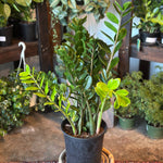 zamioculcas zamiifolia (lucky) shop now at flower + furbish5 inch, air purifying, any light, Dry, low light, toxic, zamioculcas zamiifolia, zz plant, zz super nova