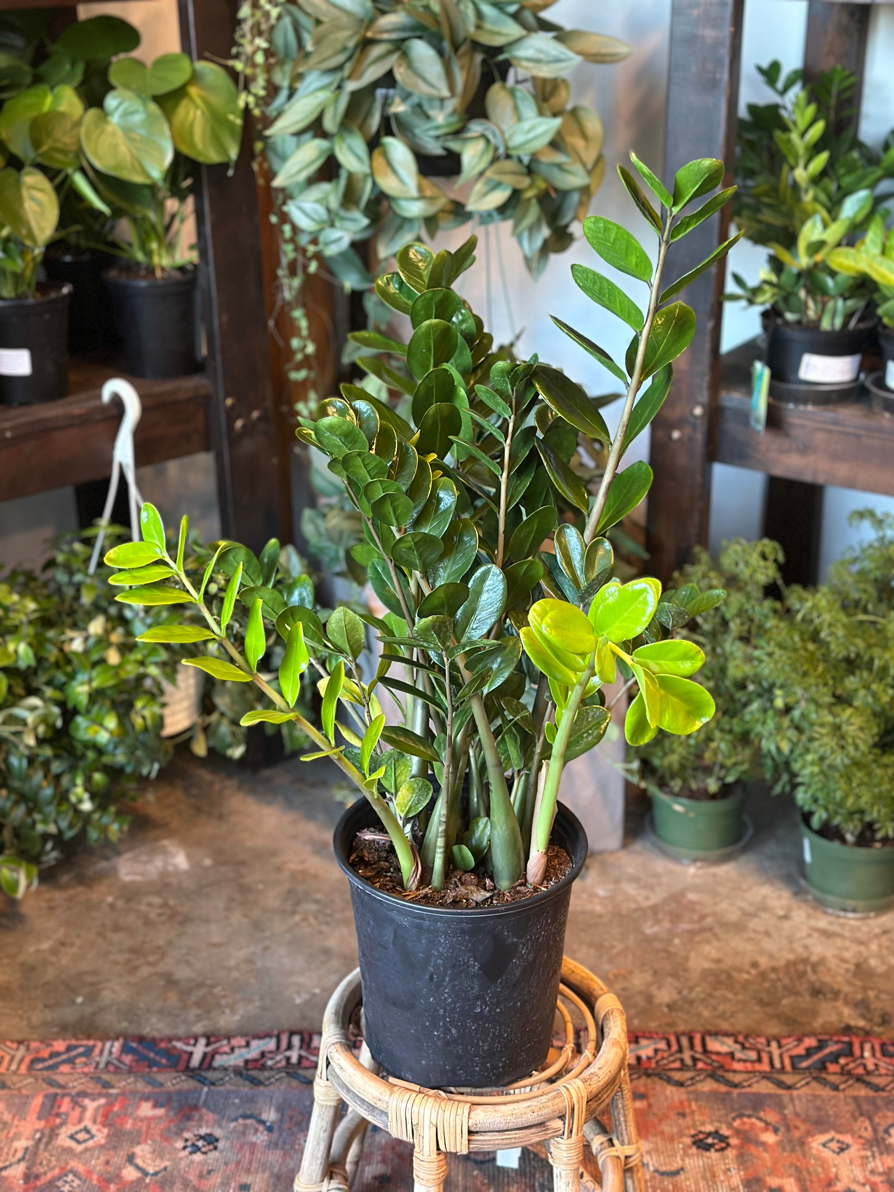 zamioculcas zamiifolia (lucky) shop now at flower + furbish5 inch, air purifying, any light, Dry, low light, toxic, zamioculcas zamiifolia, zz plant, zz super nova