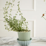 springvale pot shop now at flower + furbish3 inch, 4 inch, 5 inch, 6 inch, 7 inch, Gift, plant pot, Planter, Pot, shipping, vessel