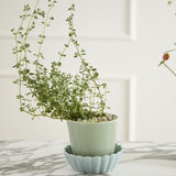 springvale pot shop now at flower + furbish3 inch, 4 inch, 5 inch, 6 inch, 7 inch, Gift, plant pot, Planter, Pot, shipping, vessel