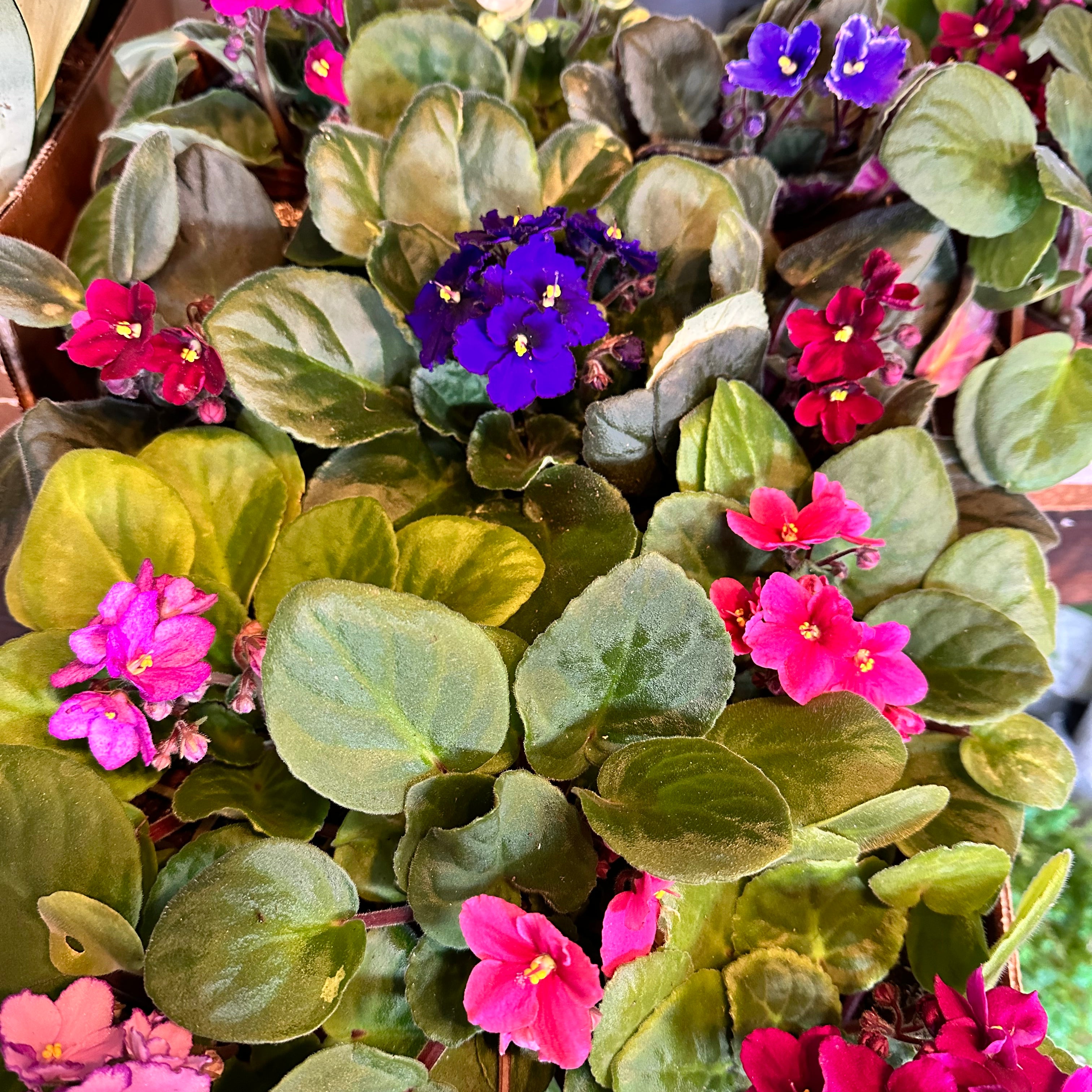 african violet african violet from flower + furbish Shop now at flower + furbish