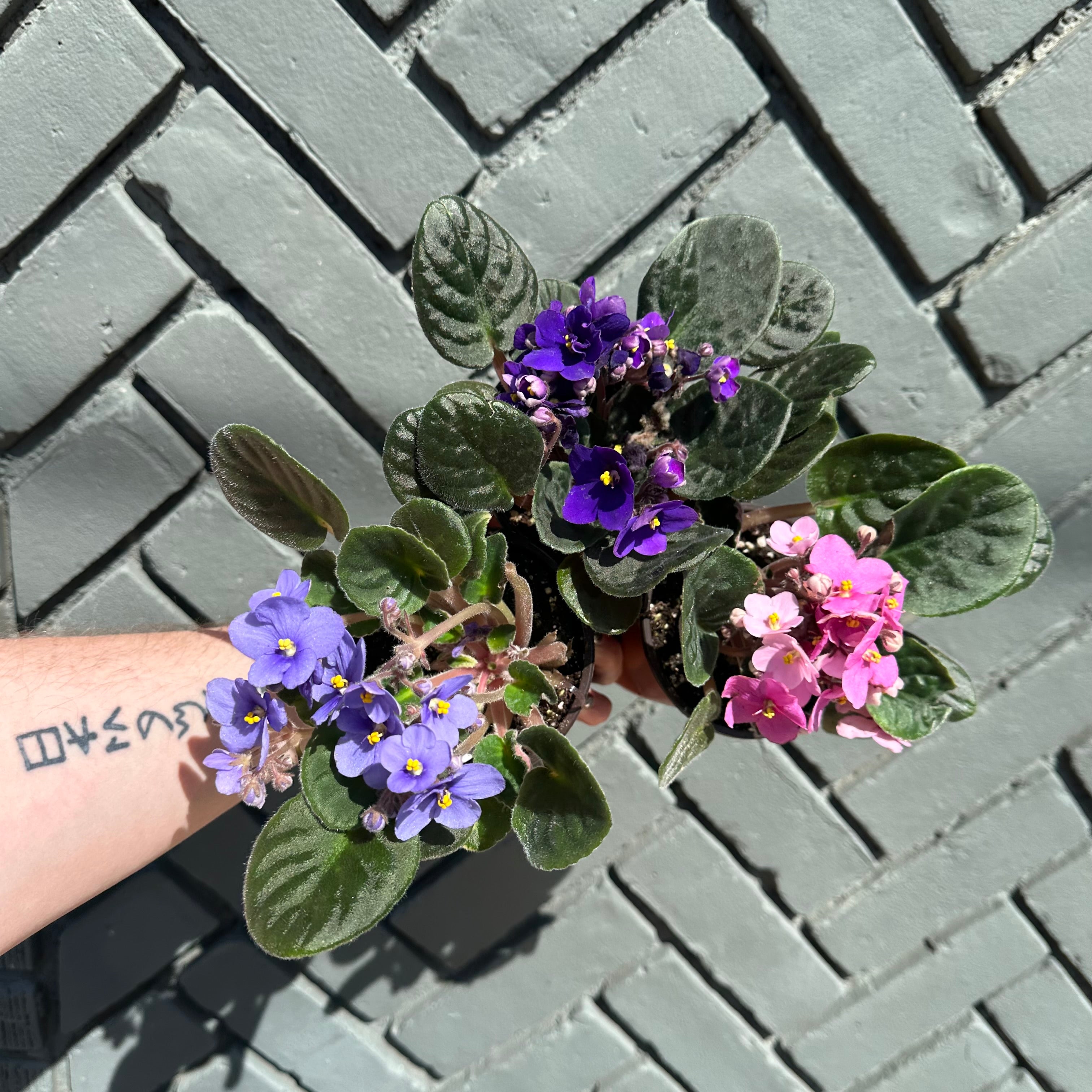 african violet shop now at flower + furbish4 inch, 5 inch, do not get leaves wet, Medium bright indirect light, Water when dry