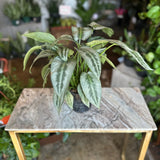 aglaonema katrina (chinese evergreen)
