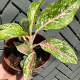 aglaonema night sparkle shop now at flower + furbishbright light, moist, toxic