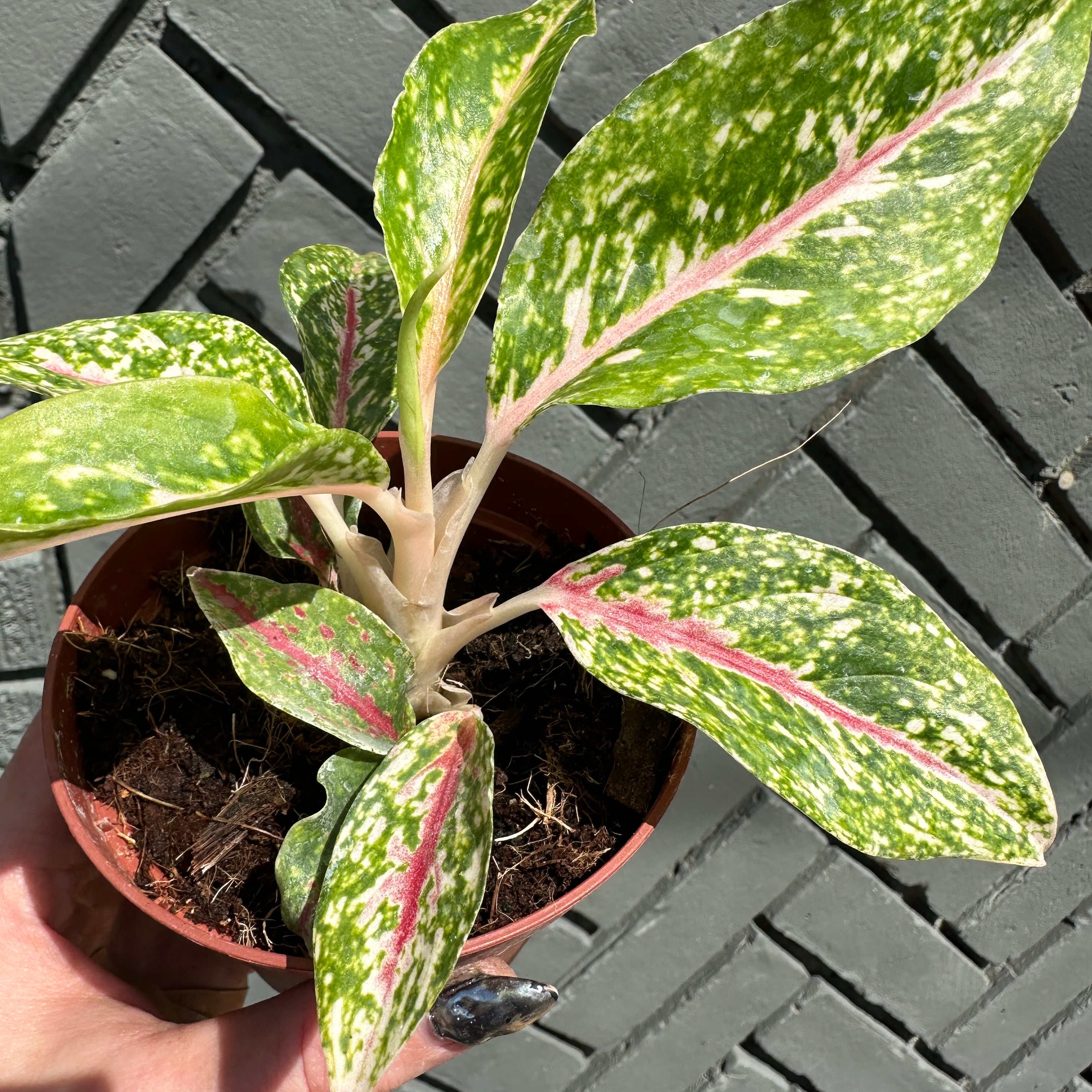 aglaonema night sparkle shop now at flower + furbishbright light, moist, toxic
