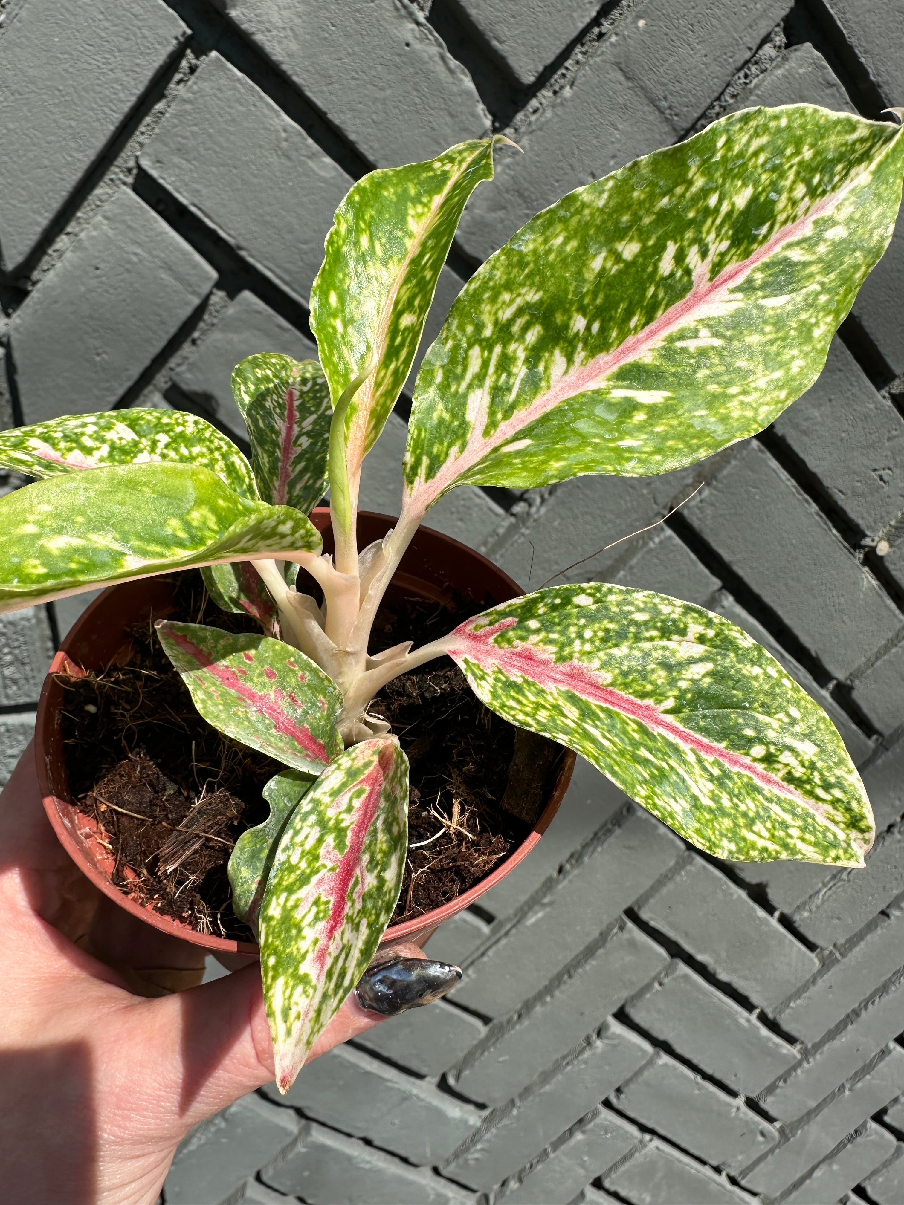 aglaonema night sparkle shop now at flower + furbishbright light, moist, toxic